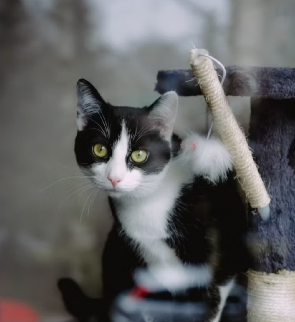 如何養育奶牛貓：完整指南