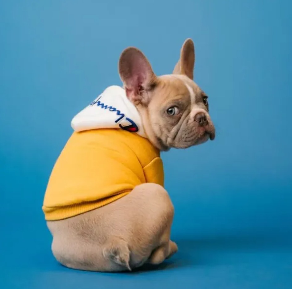 如何養育法國鬥牛犬：完整指南