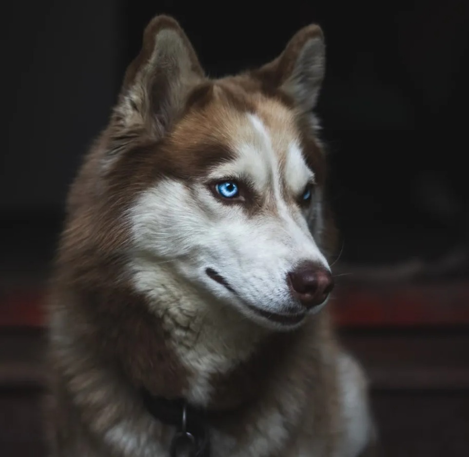 如何養育哈士奇：完整指南