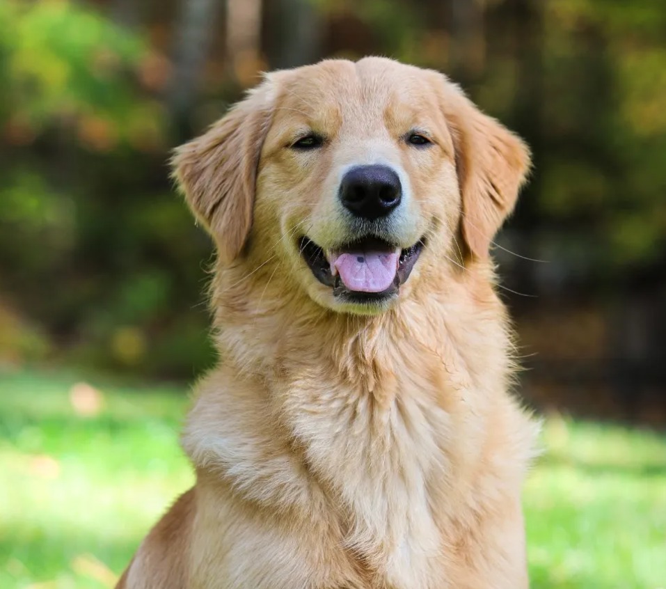 如何養育金毛犬：完整指南