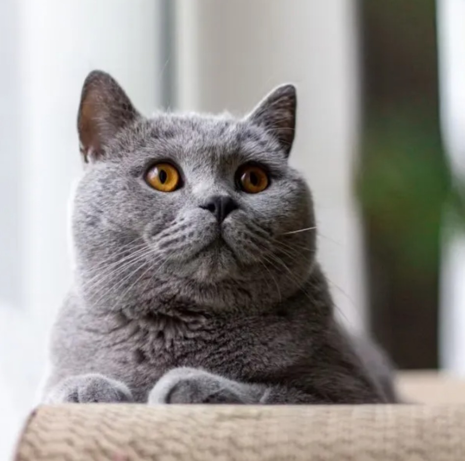 全面指南：飼養英國短毛貓的要點