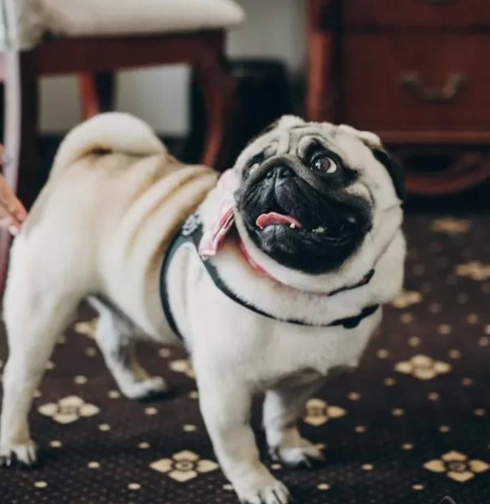 如何養育巴哥犬（八哥犬）：完整指南