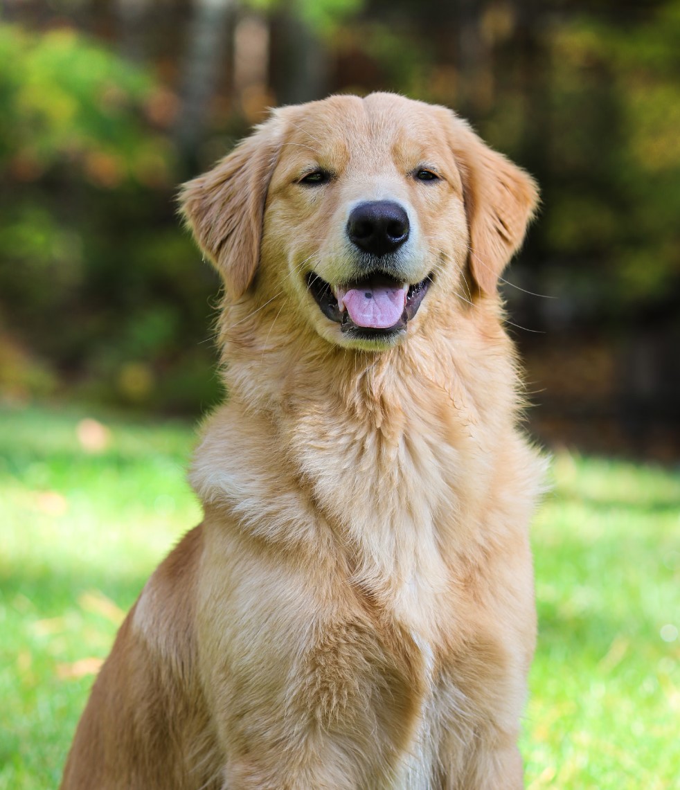 Essential Tips for Golden Retriever Owners