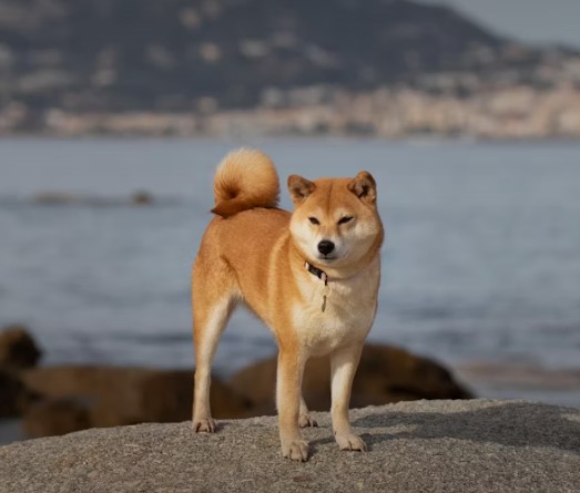 如何養育柴犬：完整指南