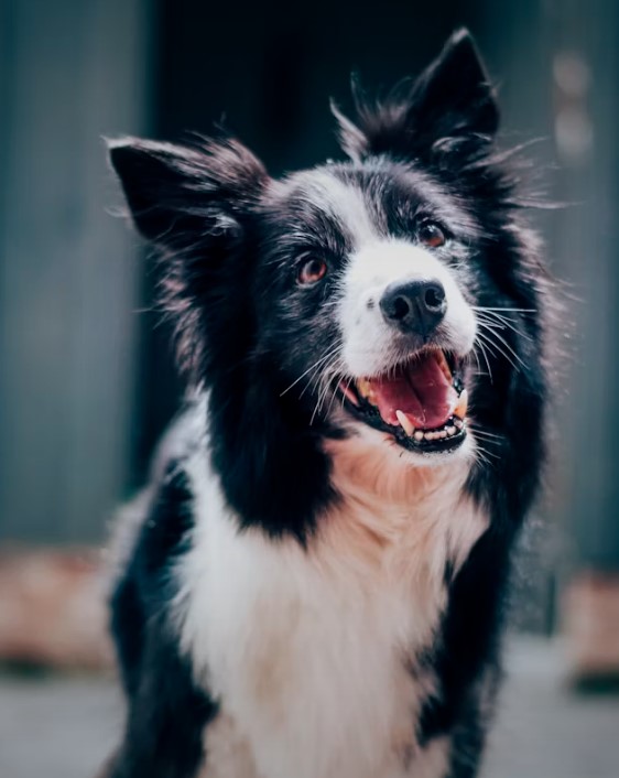 如何養育邊境牧羊犬：完整指南