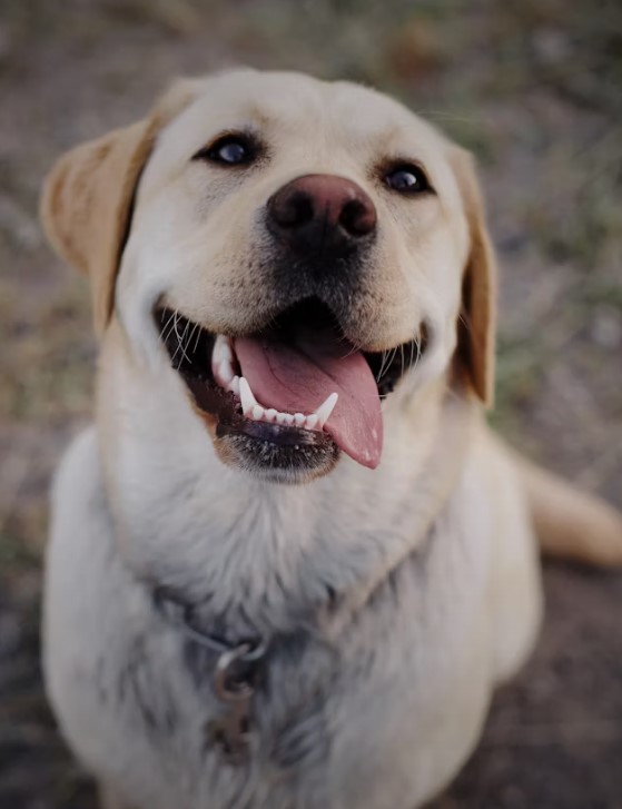如何養育拉布拉多犬：完整指南