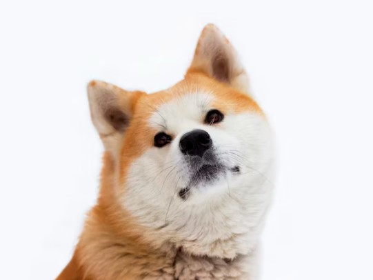 如何養育秋田犬：完整指南