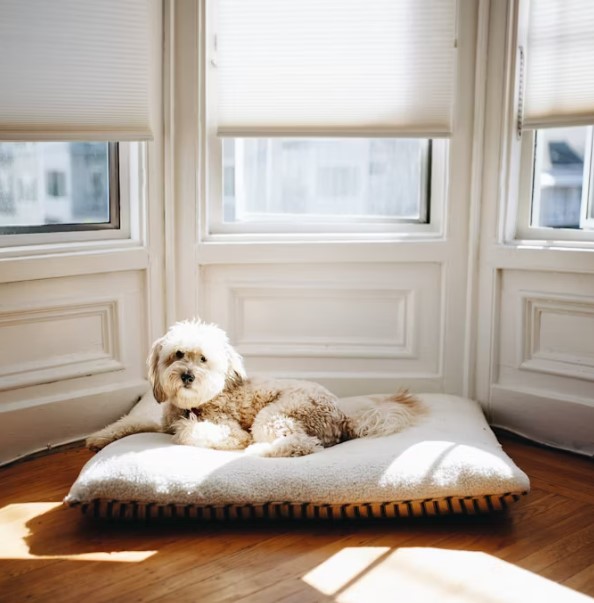 如何養育貴婦犬：完整指南