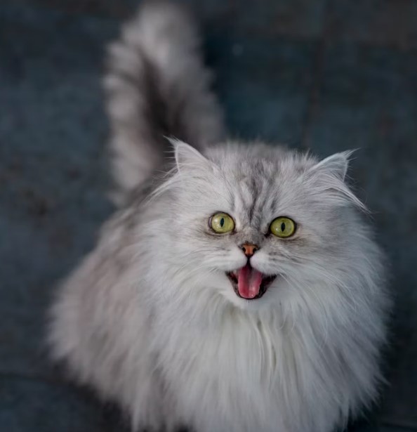 如何養育波斯貓：完整指南