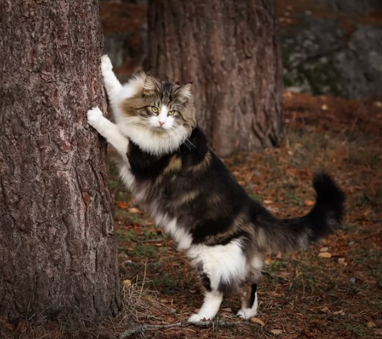 如何養育挪威森林貓：完整指南