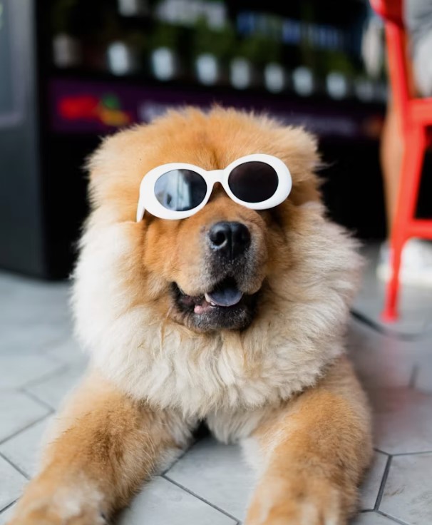 狗狗飲食禁忌：致命食物清單