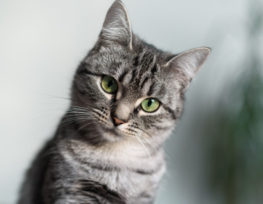 如何養育美國短毛貓：完整指南