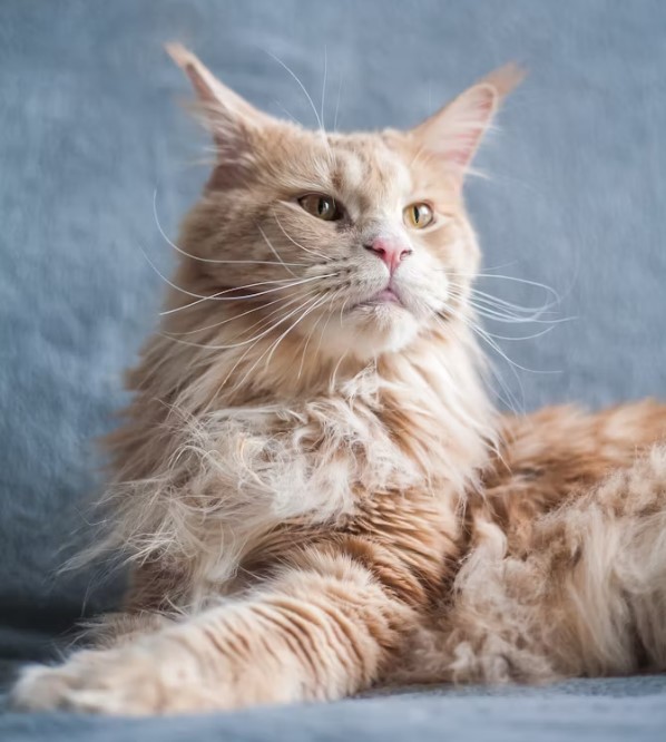 如何養育緬因貓：完整指南