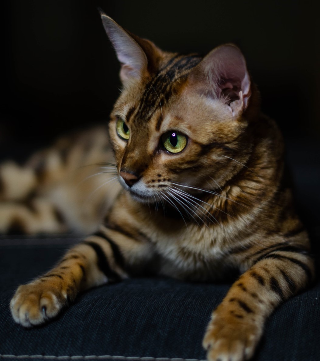 如何養育孟加拉貓：完整指南