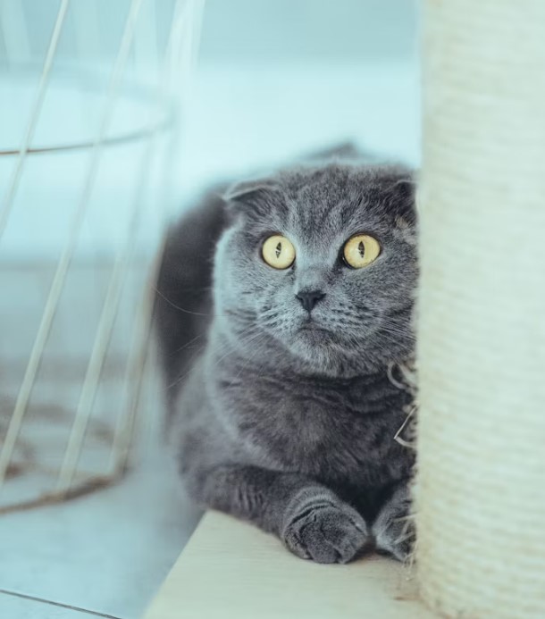 如何養育蘇格蘭摺耳貓：完整指南