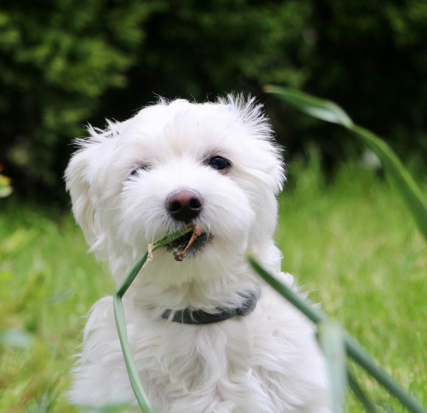 如何養育馬爾濟斯：完整指南