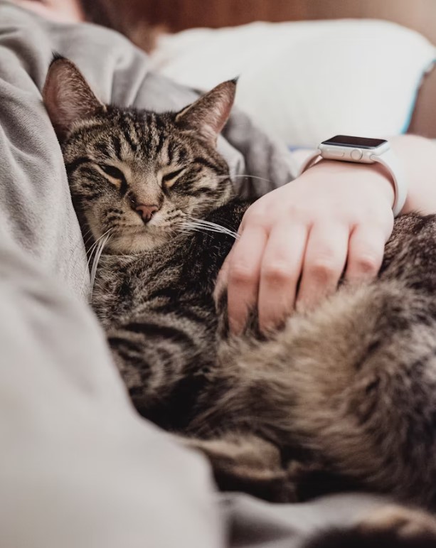 🐾2025年必看！新手養貓的必備物品清單