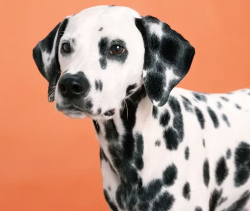 如何養育斑點狗（大麥町犬）：完整指南