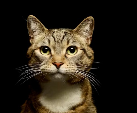 【2025執到貓貓點算好？】香港拾獲流浪貓處理指南