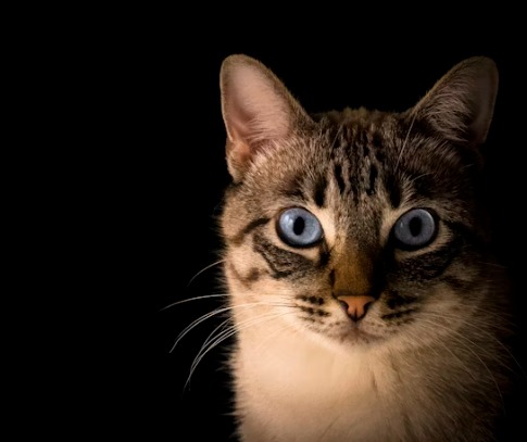 Emergency Tips for Stray Cat Care