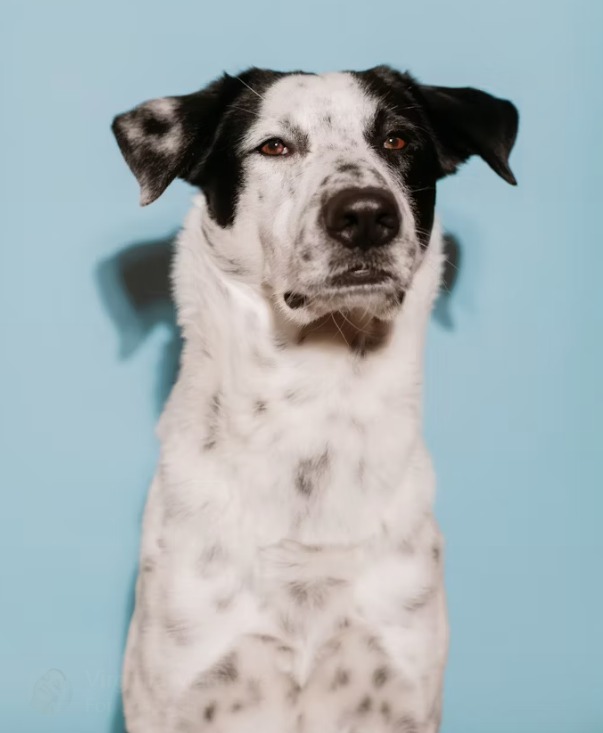 Understanding Why Dogs Lick: Behavior Insights