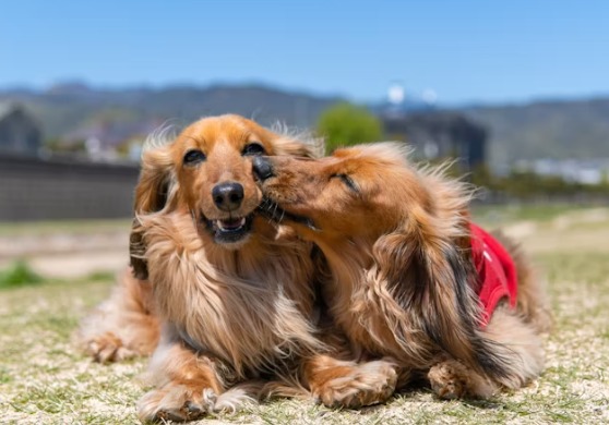【狗狗真的喜歡親親嗎？】獸醫解析