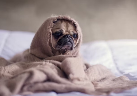 Top Warning Signs of Dangerous Dog Habits