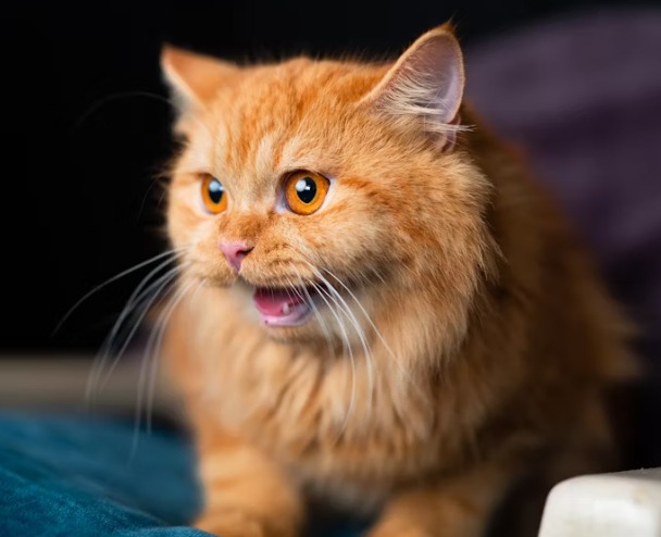 【10大地雷行為】貓咪默默扣分中！獸醫揭密「最惹貓厭」的動作