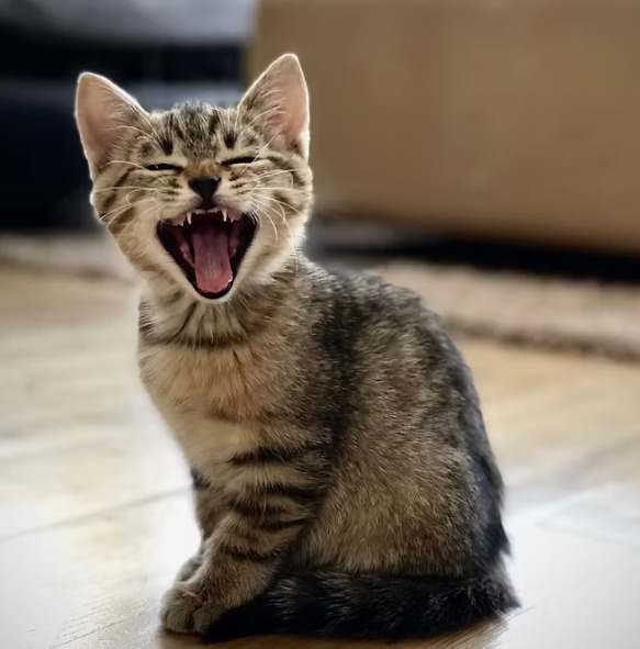 【貓咪為什麼咬人？】獸醫解析6大原因+實用解決法｜完整指南