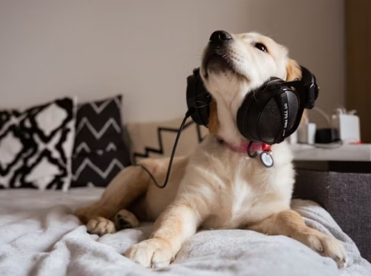 【狗狗聽音樂嗎？】獸醫解析音樂對狗的影響｜推薦歌單