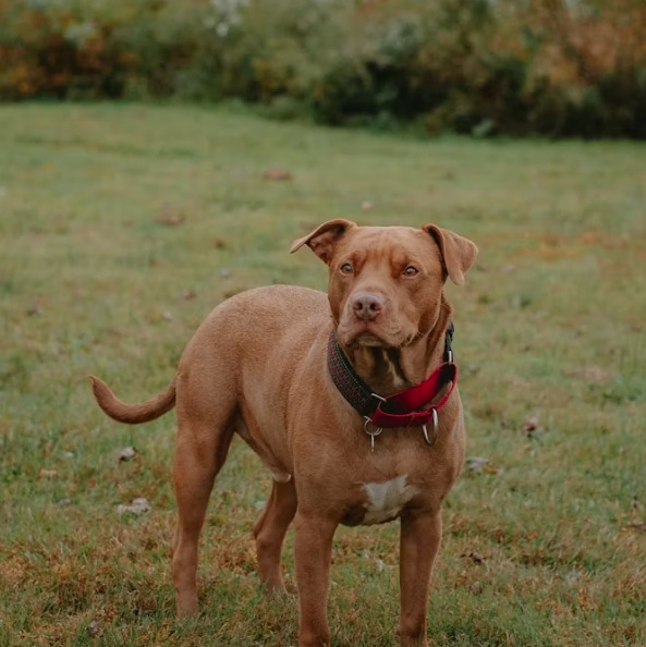 比特犬飼養完全指南