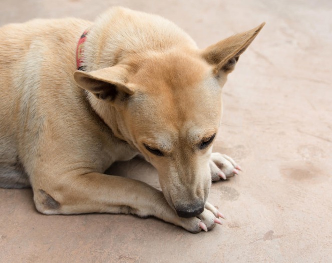 【狗狗趾間炎全攻略】香港獸醫教你預防×治療