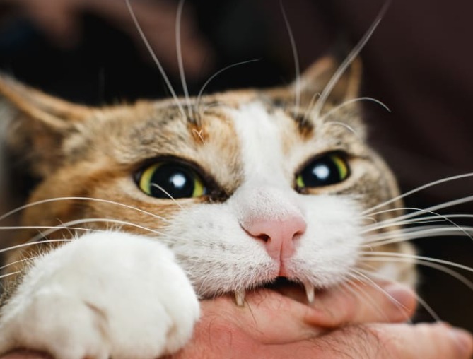 Why Does My Cat Bite Me? A Vet’s Guide to Feline Aggression