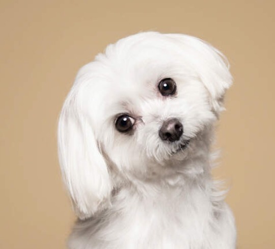 【狗狗該剃毛嗎？】香港獸醫拆解剃毛迷思