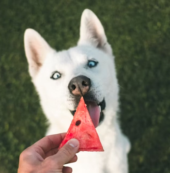 【狗狗挑食全攻略】5大原因×實用解決方案