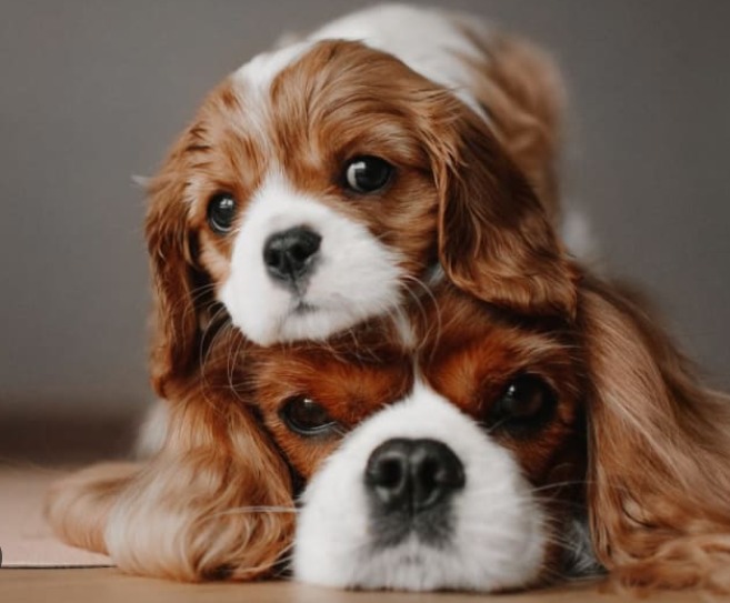 【狗狗10大過敏食物】香港獸醫警告：這些「人類美食」超危險！