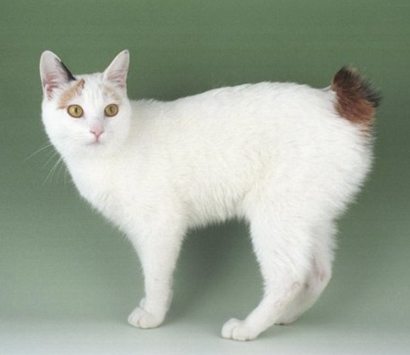 日本短尾貓飼養完全指南