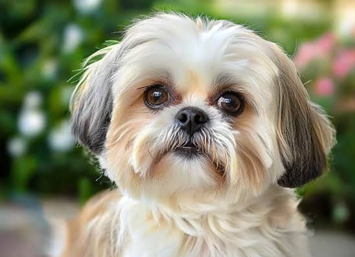 西施犬飼養完全指南