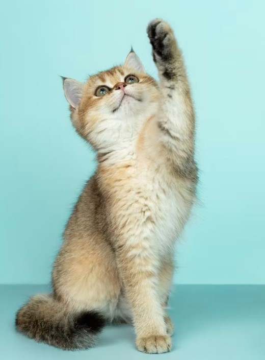 10大貓咪飲食禁忌：避免這些食物危害健康