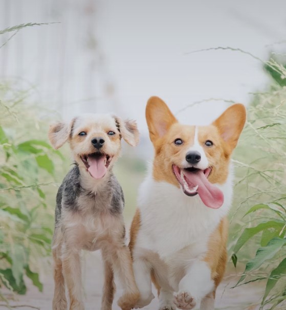 理解狗狗的身體語言