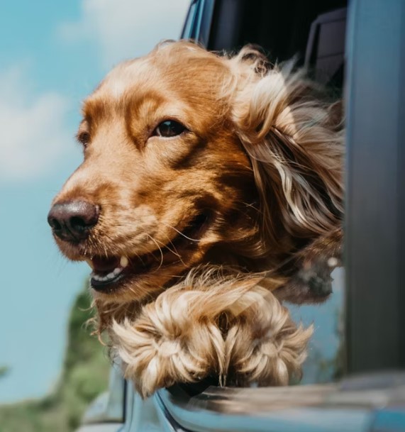 【2025全球狗狗壽命排行榜】延長愛犬壽命的5大關鍵