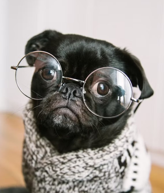 Understanding Dog Body Language: A Comprehensive Guide