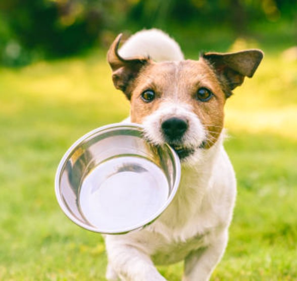 How Much Water Should Your Dog Drink Daily?