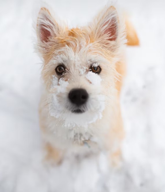 【狗狗怕冷嗎？】獸醫解析保暖全指南｜品種×溫度×保暖技巧