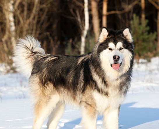 阿拉斯加雪橇犬飼養完全指南